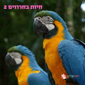 חיות בחרוזים 2